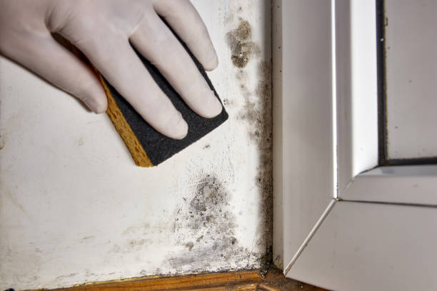 Best Biohazard Mold Removal  in East Patchogue, NY